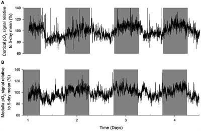 Circadian Rhythm in Kidney Tissue Oxygenation in the Rat